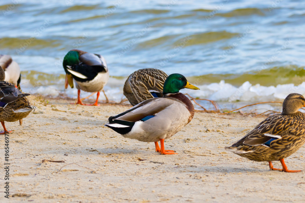 wild duck on the river bank with ice. wild duck on the river bank with ice.