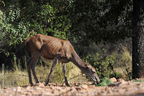 Rothirsch-Kuh (Cervus elaphus) - Red deer  photo