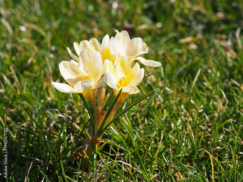 Crocus 'Cream Beauty'