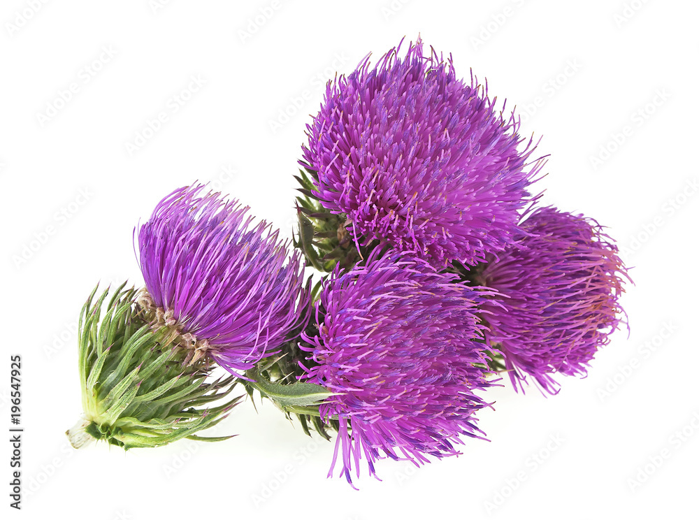 Milk thistle (Silybum) flowers isolated on the white background Milk thistle (Silybum) flowers isolated on the white background