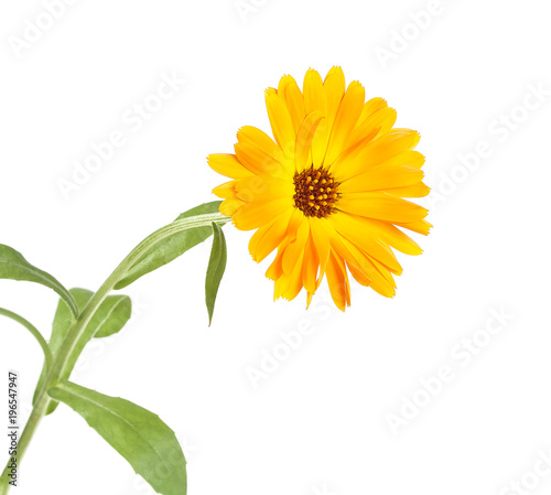 Flower of calendula with green leaves isolated on white background