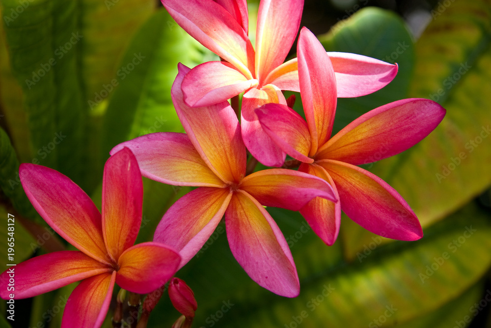 Fototapeta premium Plumeria