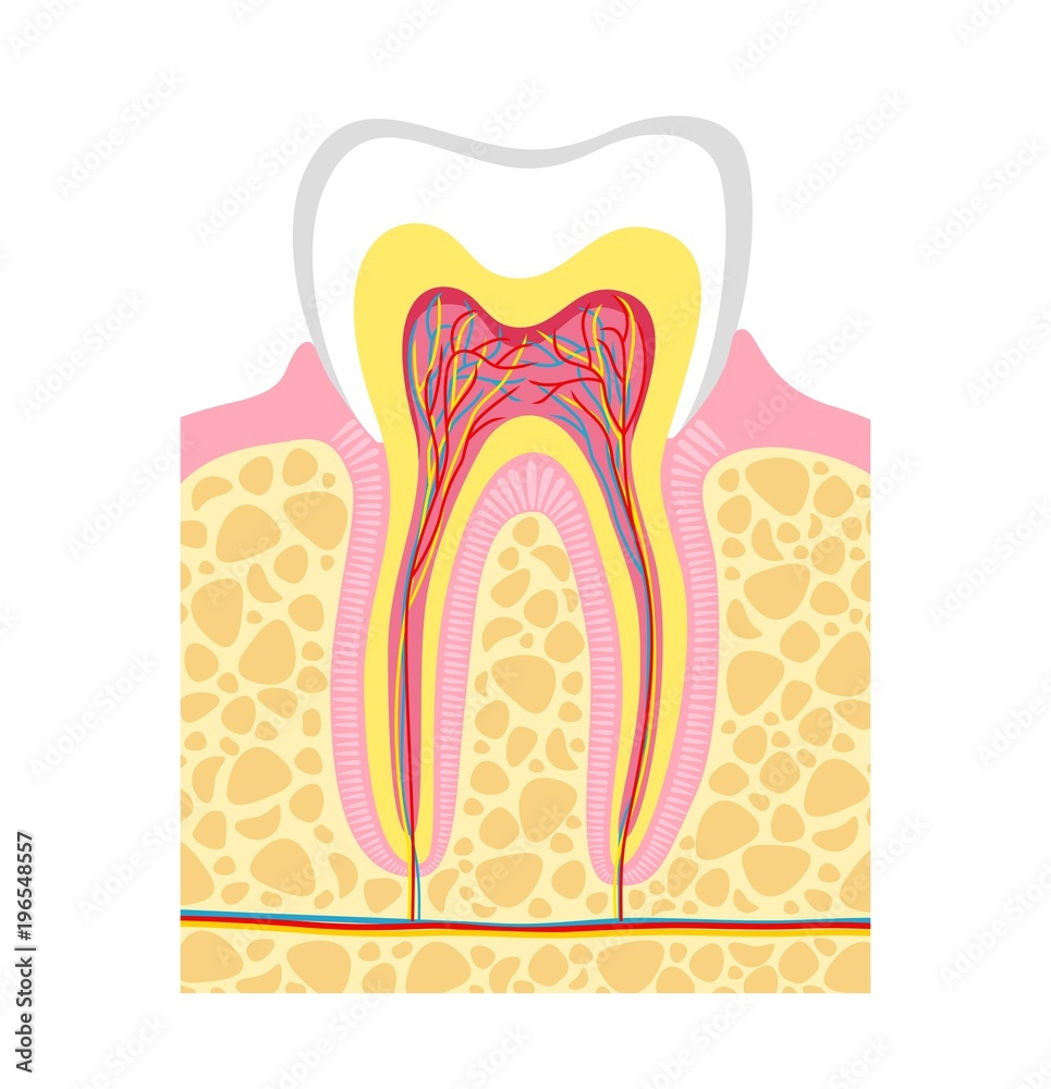 illustration of human tooth diagram. Tooth structure vector illustration