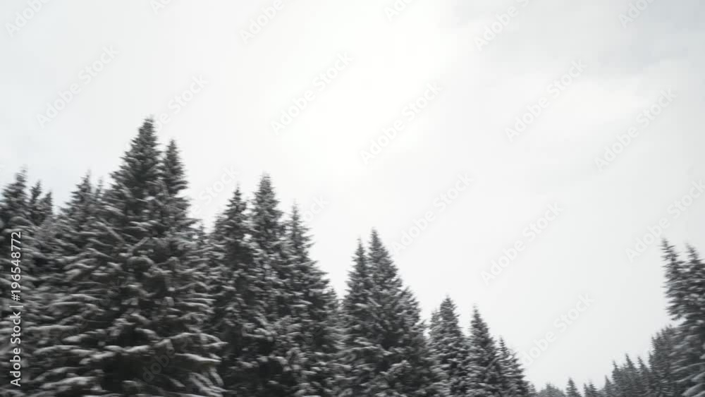 Moving shot of a pine forest covered in snow Moving shot of a pine forest covered in snow