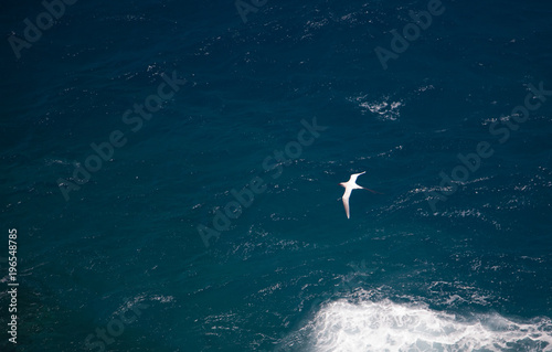 Tropic Bird crossing the ocean © Attila