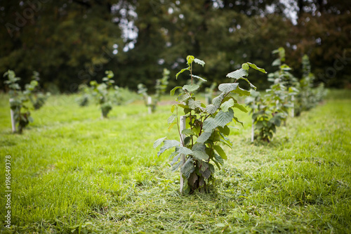 Truffle orchard. Hazel tree field.