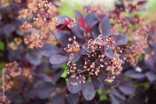 Cotinus coggygria f.purpureus