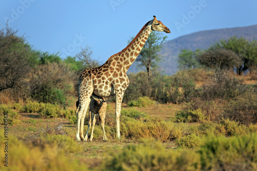 Giraffenfamilie