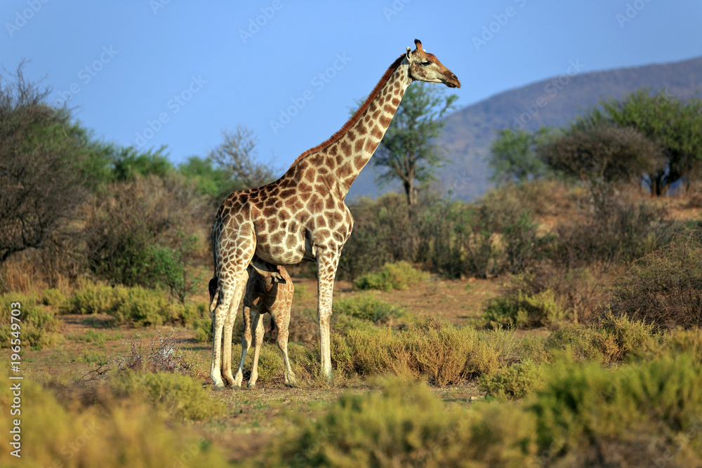Fototapeta premium Giraffenfamilie