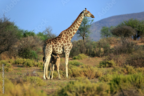 Giraffenfamilie
