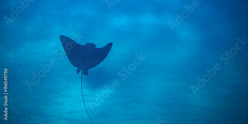Foto Spotted Eagle Ray gliding over sandy ocean floor