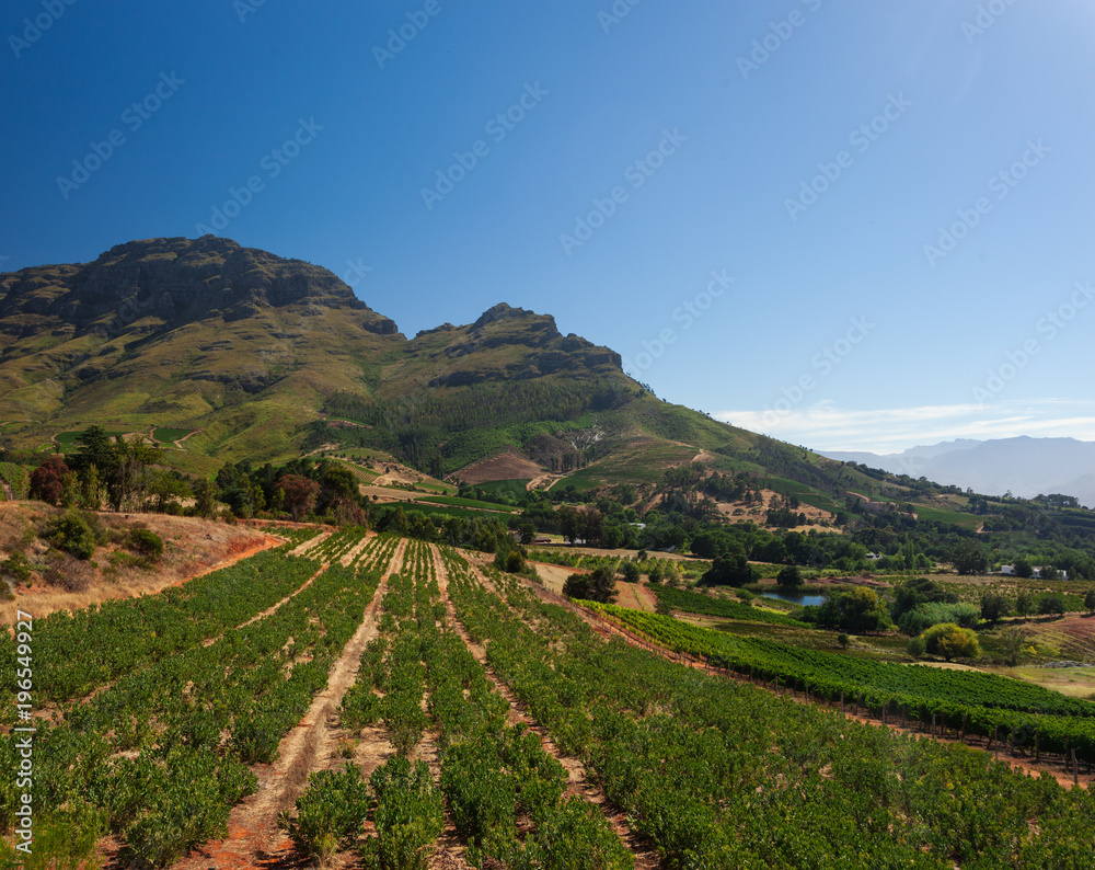 Fototapeta premium Beautiful Landscape in Stellenbosch, South Africa, with Mountains, and Rows of Wine in Vineyards on a sunny Day with blue Sky