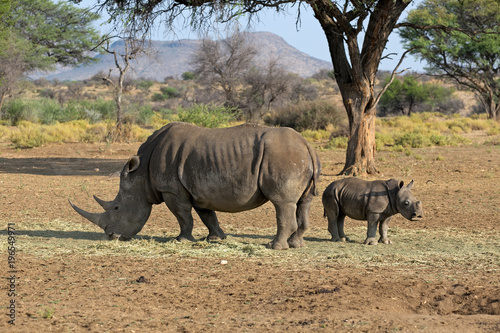 Breitmaulnashorn © Andreas Edelmann