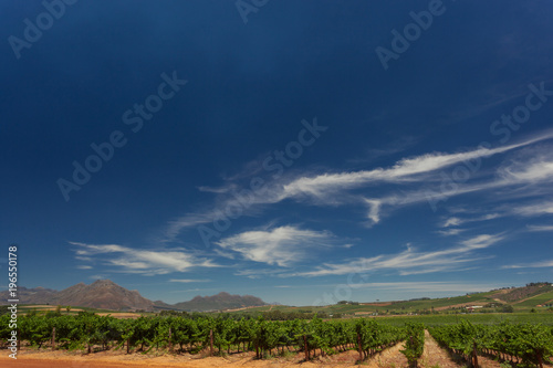 Vines at a Vineyard with Mountains in the Background on a sunny Day with blue Sky in Stellenbosch, South Africa © christianthiel.net