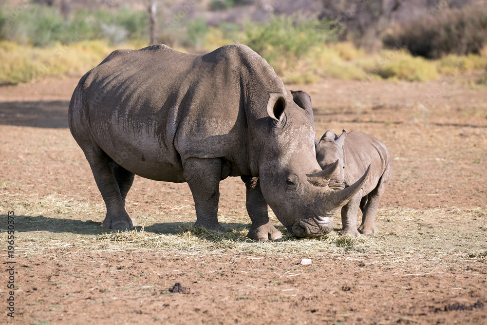 Fototapeta premium Mammaist die beste