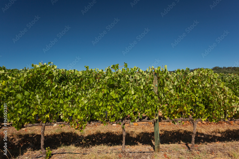 Vines at a Vineyard with green Leafs and purple Wine Grapes on a sunny Day with blue Sky in Stellenbosch, South Africa
