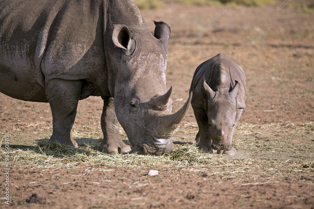 Obraz premium Breitmaulnashorn