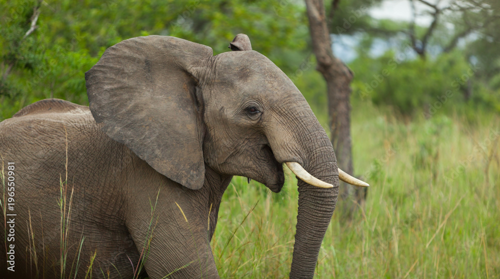 Naklejka premium Portrait of a young Elephant surrounded by Green, in Kruger National Park, South Africa