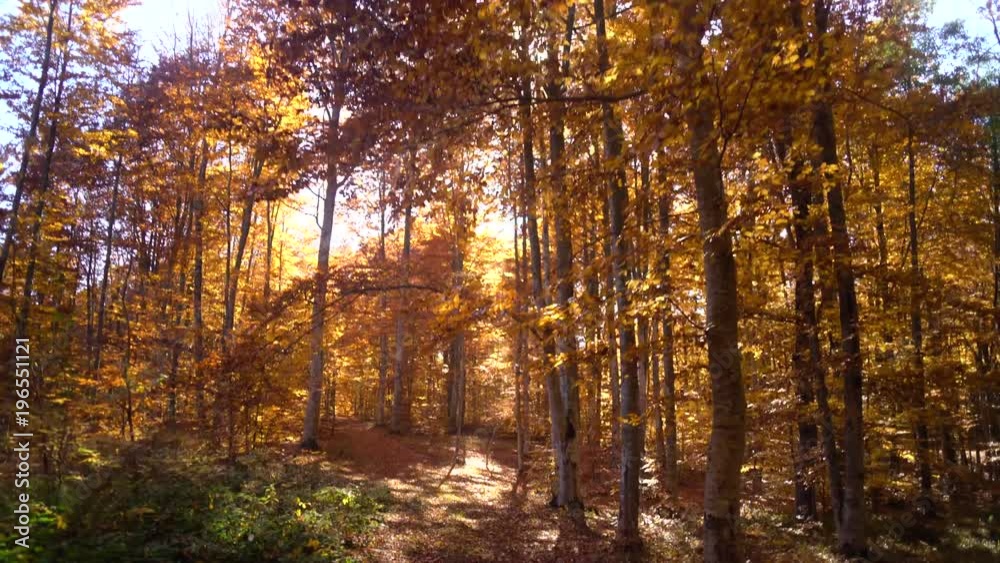 Moving shot of a red forest in autumn Moving shot of a red forest in autumn