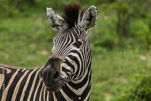 Close-up Portrait of a Zebra in Kruger National Park, South Africa