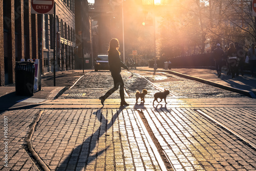 Canvas Print The woman take a walk with dogs at sunset on Brooklyn street, New York City, USA