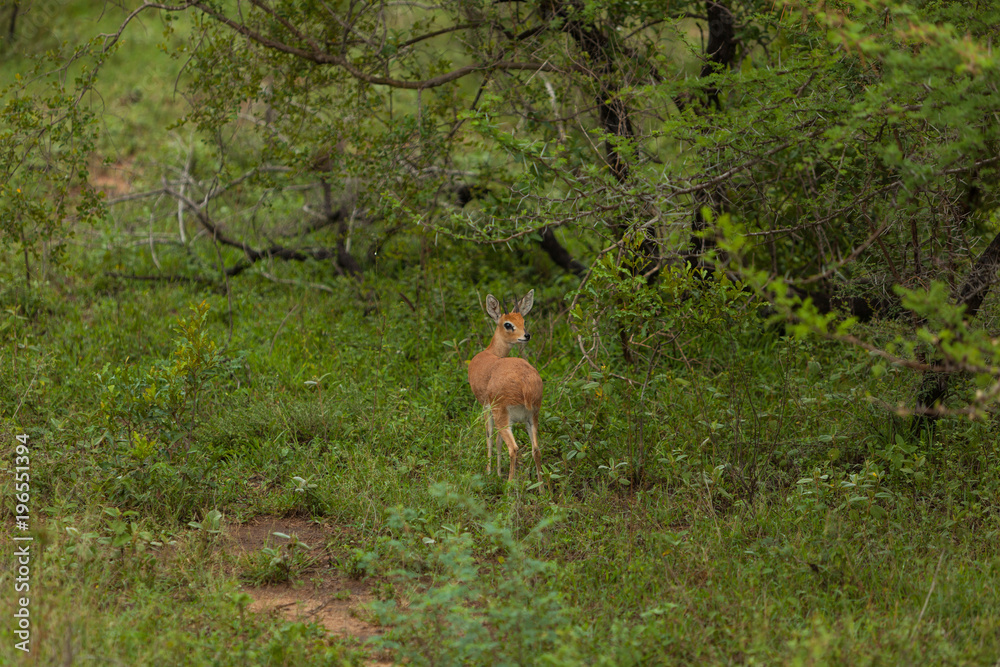 A young Springbok, surrounded by Green, in Kruger National Park, South Africa
