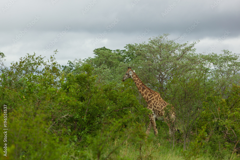Fototapeta premium A Giraffe surrounded by green Trees and Bushes in Kruger National Park, South Africa