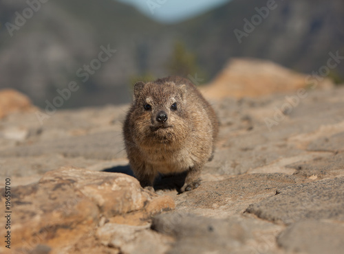 A Dassie (Rock Hyrax - Procavia capensis) looks straight into the Camera