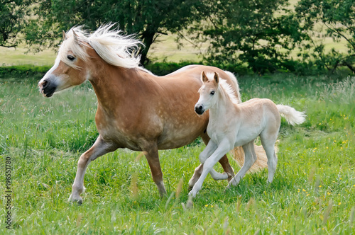 Poster Haflinger paarden merrie met veulen naast elkaar over een weiland op  maat kopen? - Kies Foto4art.nl