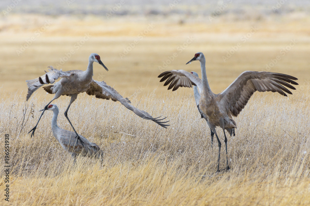 Mating Dance of the Greater Sandhill Crane Mating Dance of the Greater Sandhill Crane