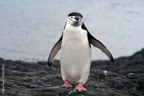 Chinstrap Penquin, Antarctica