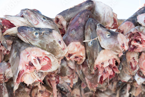 Stockfish (cod), process of stockfish cod drying during winter time on Lofoten Islands, Norway, norwegian traditional way of drying fish in cold winter air on wooden drying rack