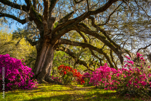 Spring Flowers Bloom at Charleston South Carolina Plantation
