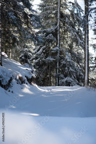 winter landscape in forest at sunset