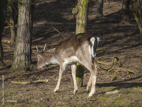 Beautiful young deer in the forest - wild spring nature © petrroudny