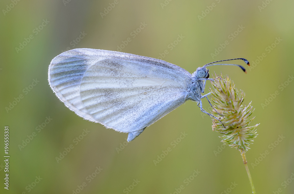 Small butterfly with a white dove sits on dry spikelet of grass Small butterfly with a white dove sits on dry spikelet of grass