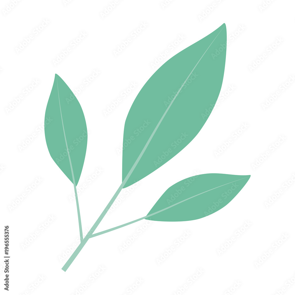 white background of branch with leaves in closeup vector illustration white background of branch with leaves in closeup vector illustration