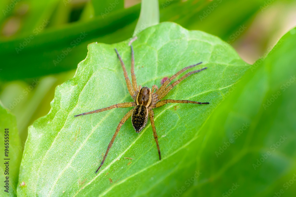 Huge brown spider sits on a green leaf Huge brown spider sits on a green leaf