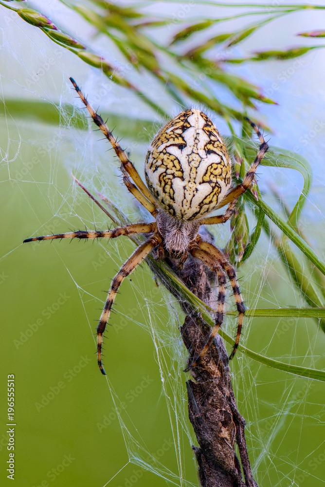 Ταπετσαρία Huge spider sits in the nest of its web