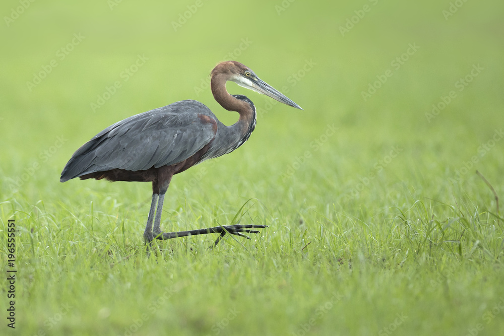 Fototapeta premium Goliath Heron