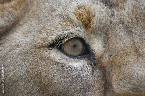 Eye of the lioness extreme close up
