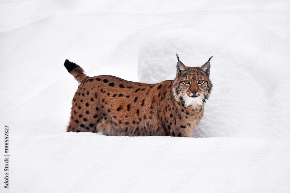 Close up full length Eurasian lynx in winter snow Close up full length Eurasian lynx in winter snow