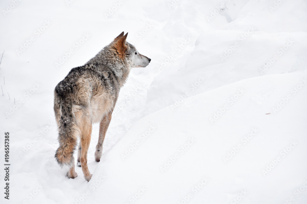 Naklejka premium Rear view of grey wolf standing in winter snow day