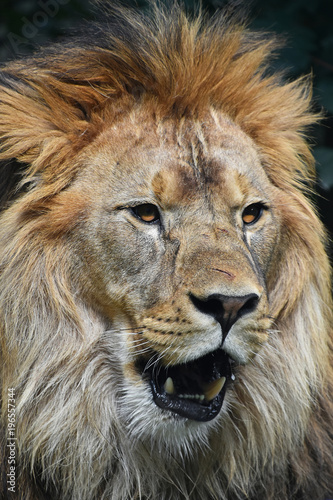 Close up portrait of male African lion
