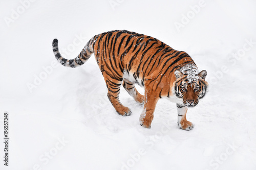 Siberian tiger standing in white winter snow