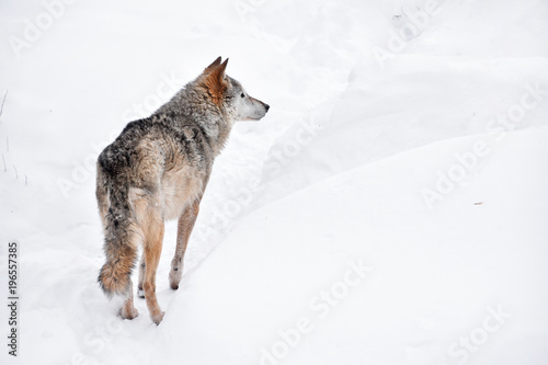 Rear view of grey wolf standing in winter snow day
