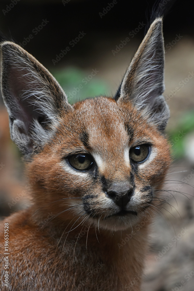 Obraz premium Close up portrait of baby caracal kitten
