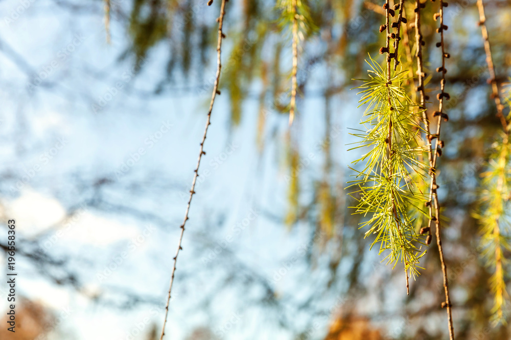 Naklejka premium Beautiful larch cones and branch twig with green background. Closeup of opening bud of European Larch, Larix Decidua . Natural forest view nature flora ecology concept