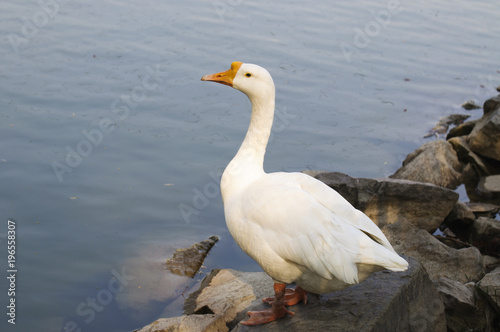 A white duck on the bank of the lake