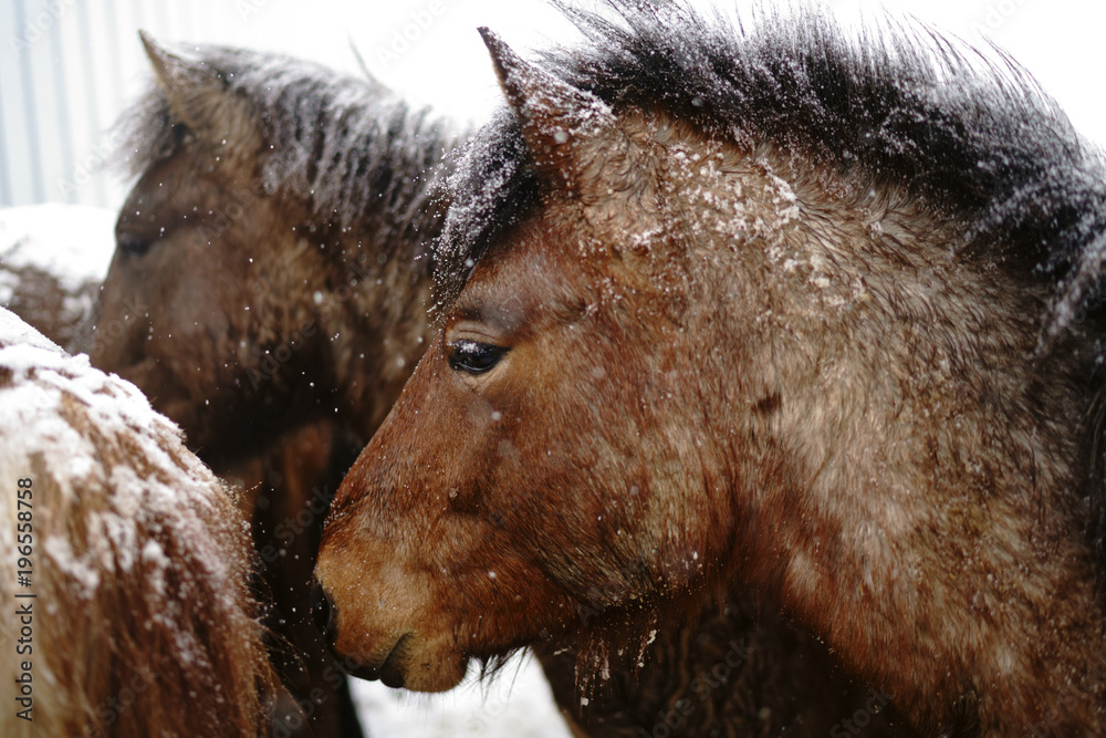 Fototapeta premium 冬の道産子
